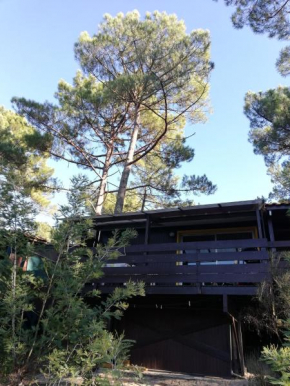 Chalet dans les pins